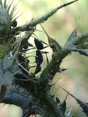 Camponotus cinctellus