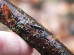 Allocapnia vivipara