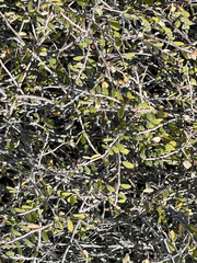 Euphorbia magdalenae