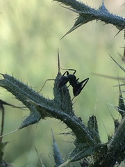 Camponotus cinctellus