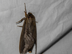 Abantiades labyrinthicus