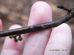 Allocapnia vivipara
