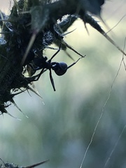 Camponotus cinctellus