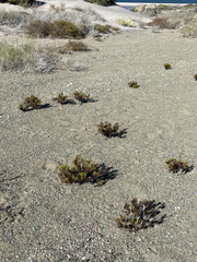 Coreocarpus dissectus