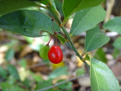 Crossopetalum gaumeri