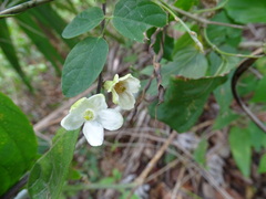 Casearia yucatanensis