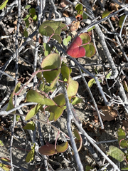 Gossypium davidsonii