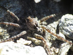 Artoriinae