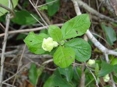 Casearia yucatanensis