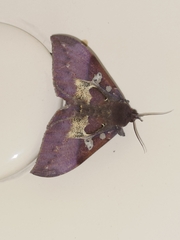 Ischyja manlia