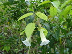 Stizophyllum riparium