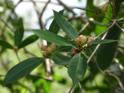 Image of Ficus pertusa by (c) Alexis López Hernández, some rights reserved (CC BY)