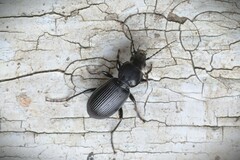 Pterostichus aethiops