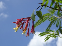 Bauhinia jenningsii