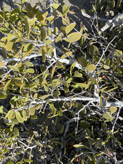 Maytenus phyllanthoides