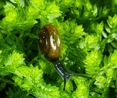 Macrochlamydinae