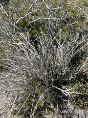 Euphorbia lomelii