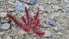 Epilobium porphyrium