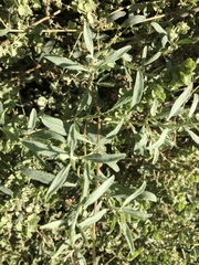 Atriplex canescens canescens