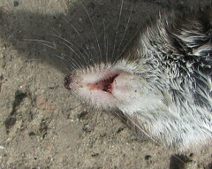 Sorex caecutiens