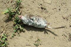 Sorex caecutiens