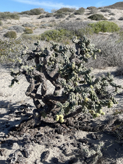 Cylindropuntia cholla