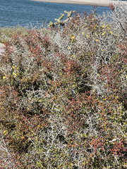 Castela peninsularis