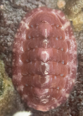 Tonicella venusta