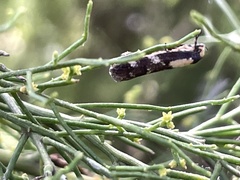 Monopis icterogastra