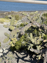 Cylindropuntia cholla