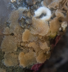 Dendrobeania lichenoides