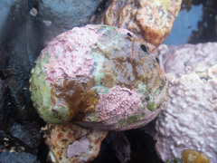 Haliotis kamtschatkana