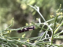 Monopis icterogastra