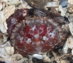 Glebocarcinus oregonensis