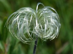 Clematis integrifolia