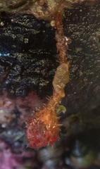 Boltenia villosa