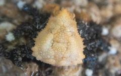 Phyllolithodes papillosus