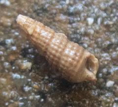Cerithiopsis stejnegeri