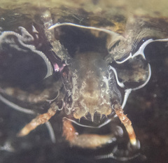 Hapalogaster