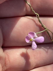 Phaseolus filiformis