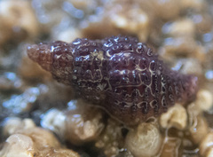 Paciocinebrina interfossa