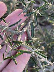 Atamisquea emarginata