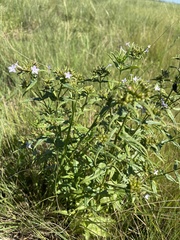 Conostomium natalense