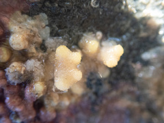 Heteropora pacifica