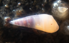 Melanella micans