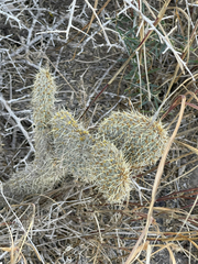 Opuntia pycnantha