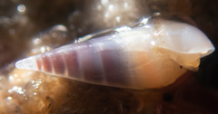 Melanella micans
