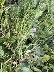 Phacelia cicutaria hispida