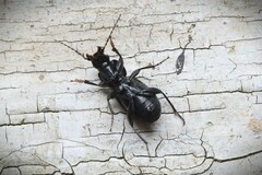 Pterostichus aethiops