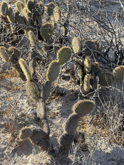 Opuntia pycnantha